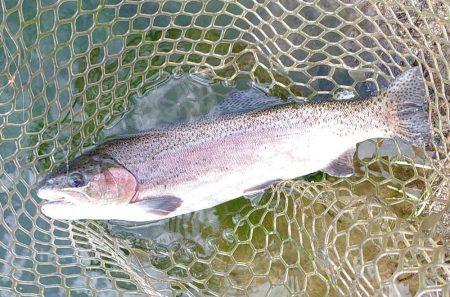 ひっさしぶりのフライフィッシング ～フィッシング母袋～